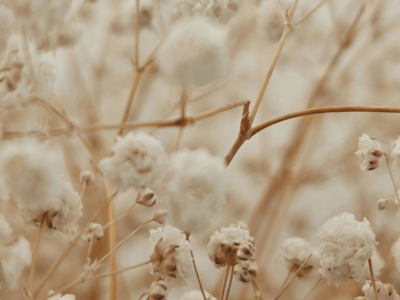 Capsule Number 13:&nbsp;Gypsophila