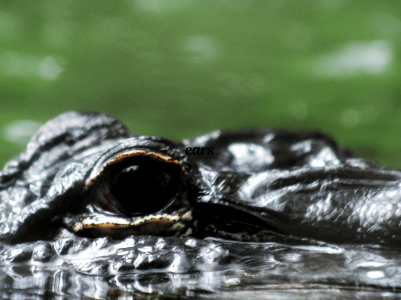 Capsule Number 16:  The Crocodile’s  Tears