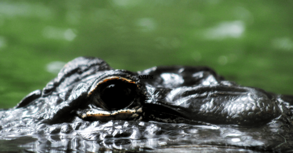 Capsule Number 16:  The Crocodile’s  Tears