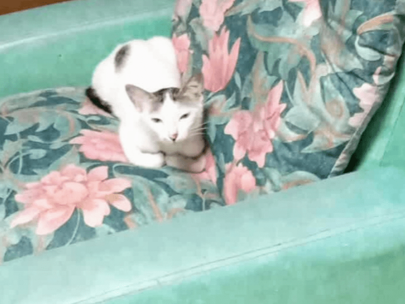 Capsule Number 20:&nbsp;Patchi